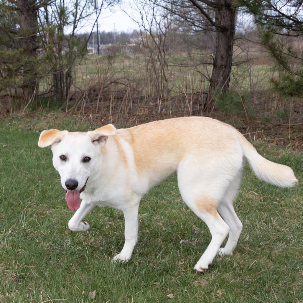 Enlarge Georgie, a Adoptable mixed breed in Erie, PA image 2/6