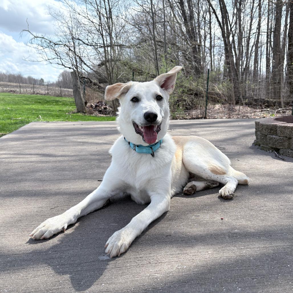 Georgie, Adoptable, Young Female Yellow Labrador Retriever & Mixed Breed.