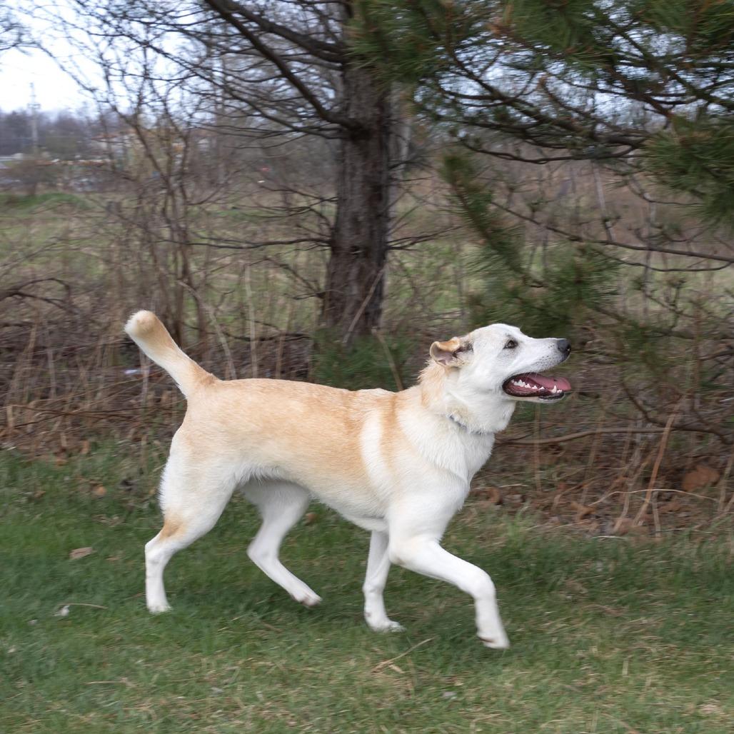 Enlarge Georgie, a Adoptable mixed breed in Erie, PA image 4/6