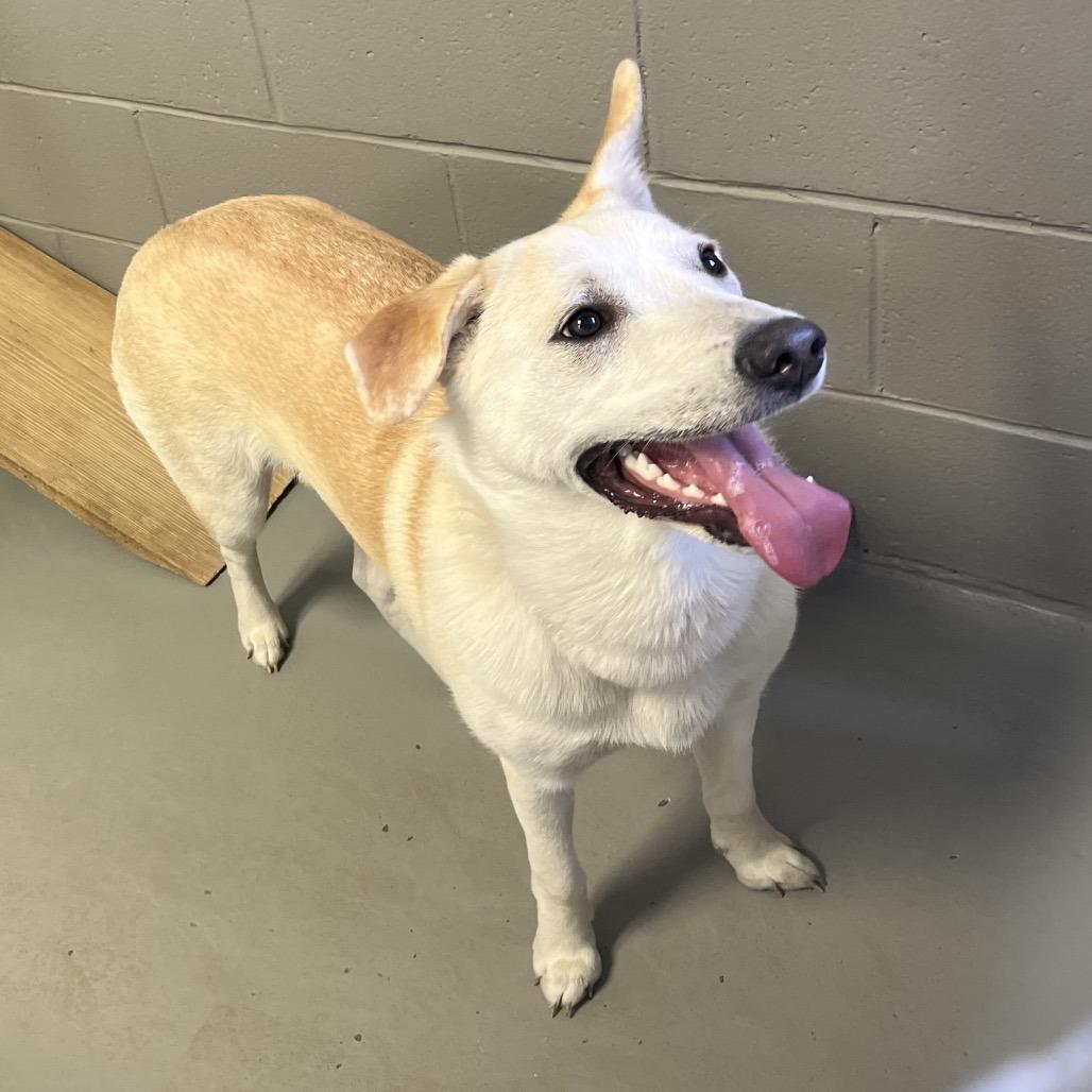 Enlarge Georgie, a Adoptable mixed breed in Erie, PA image 1/1