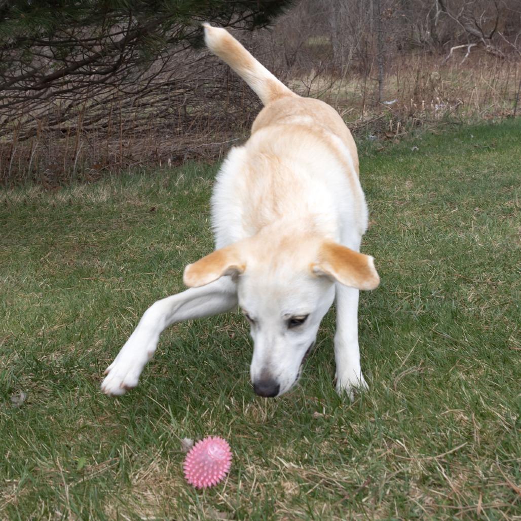 Georgie, a Adoptable mixed breed in Erie, PA image 4/6