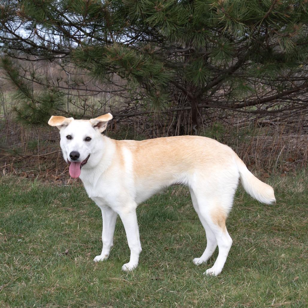 Enlarge Georgie, a Adoptable mixed breed in Erie, PA image 5/6