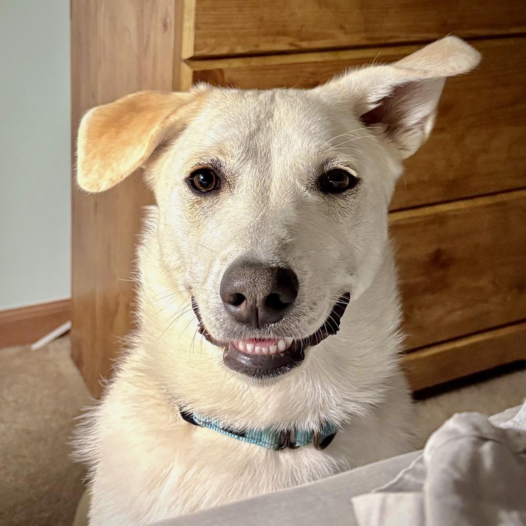 Georgie, a Adoptable mixed breed in Erie, PA image 5/6