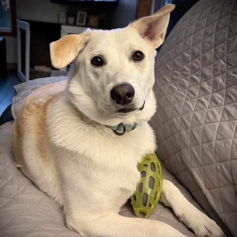 Enlarge Georgie, a Adoptable mixed breed in Erie, PA image 6/6