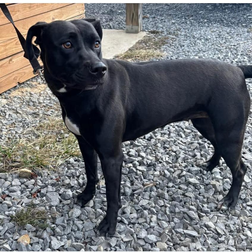 Enlarge Blair, a Adoptable mixed breed in Fairmont, WV image 1/6