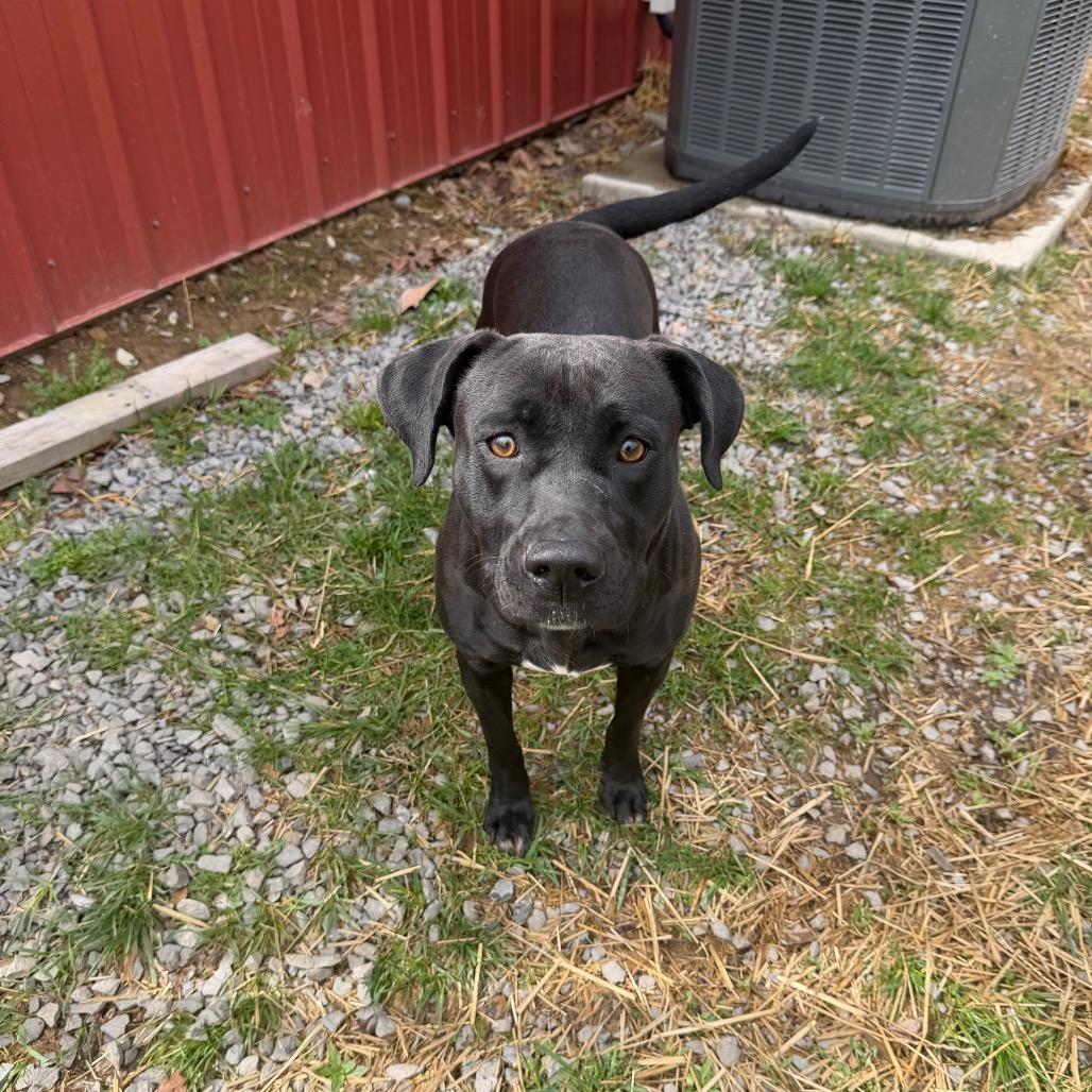 Enlarge Blair, a Adoptable mixed breed in Fairmont, WV image 2/6