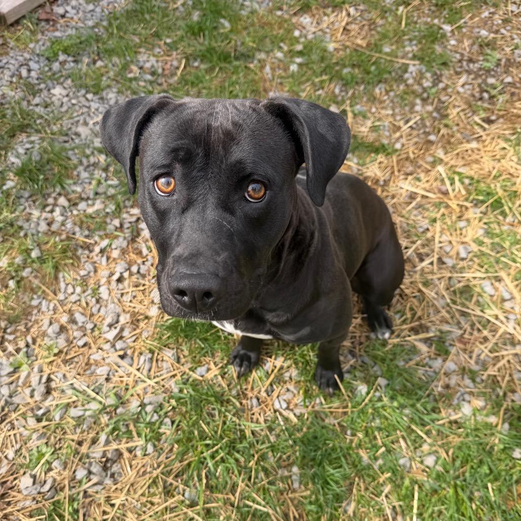 Enlarge Blair, a Adoptable mixed breed in Fairmont, WV image 3/6