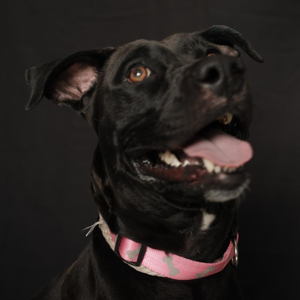 Enlarge Blair, a Adoptable mixed breed in Fairmont, WV image 4/6