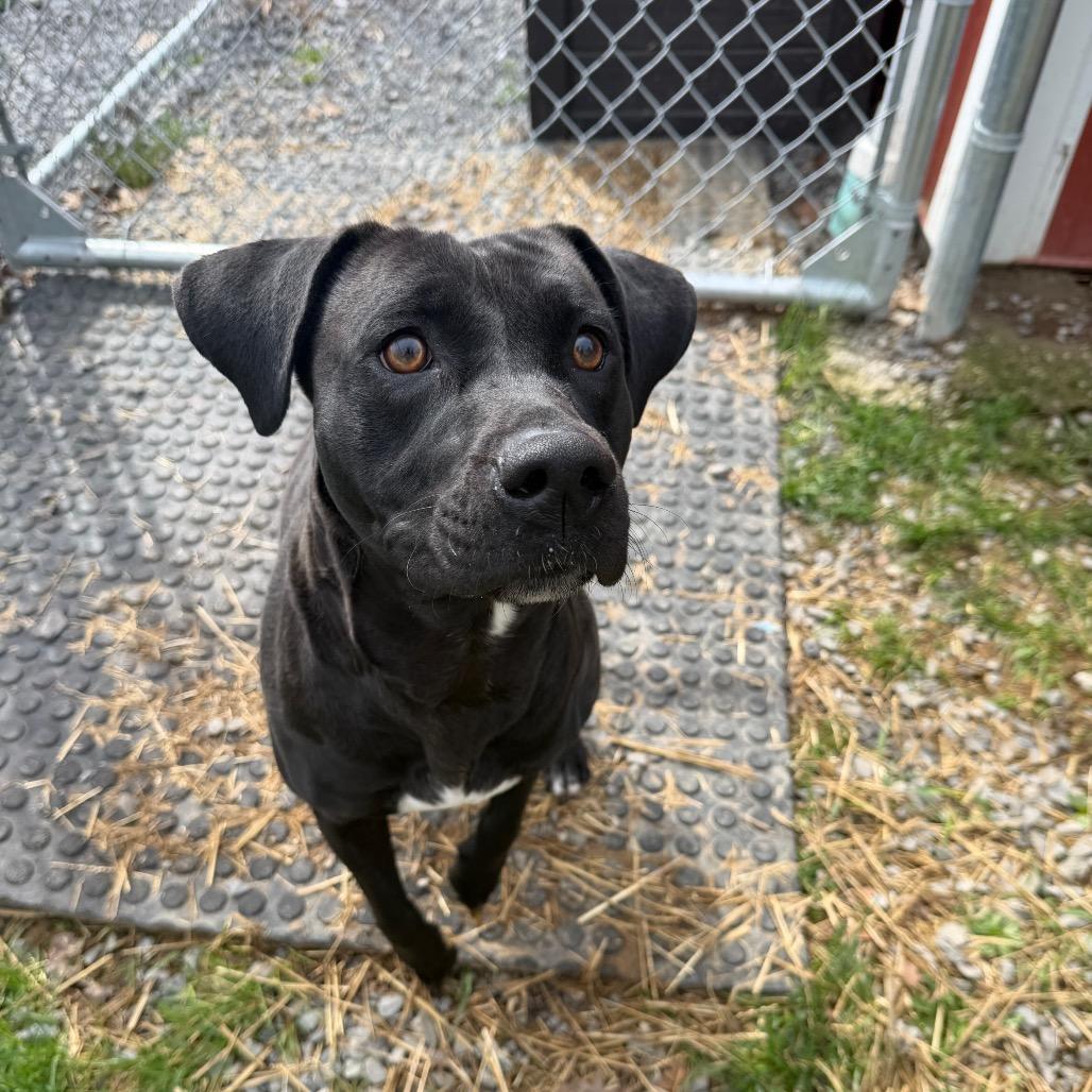 Enlarge Blair, a Adoptable mixed breed in Fairmont, WV image 5/6