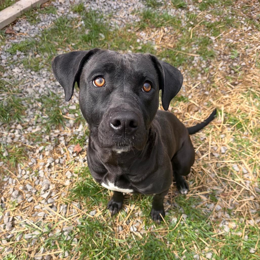 Enlarge Blair, a Adoptable mixed breed in Fairmont, WV image 6/6