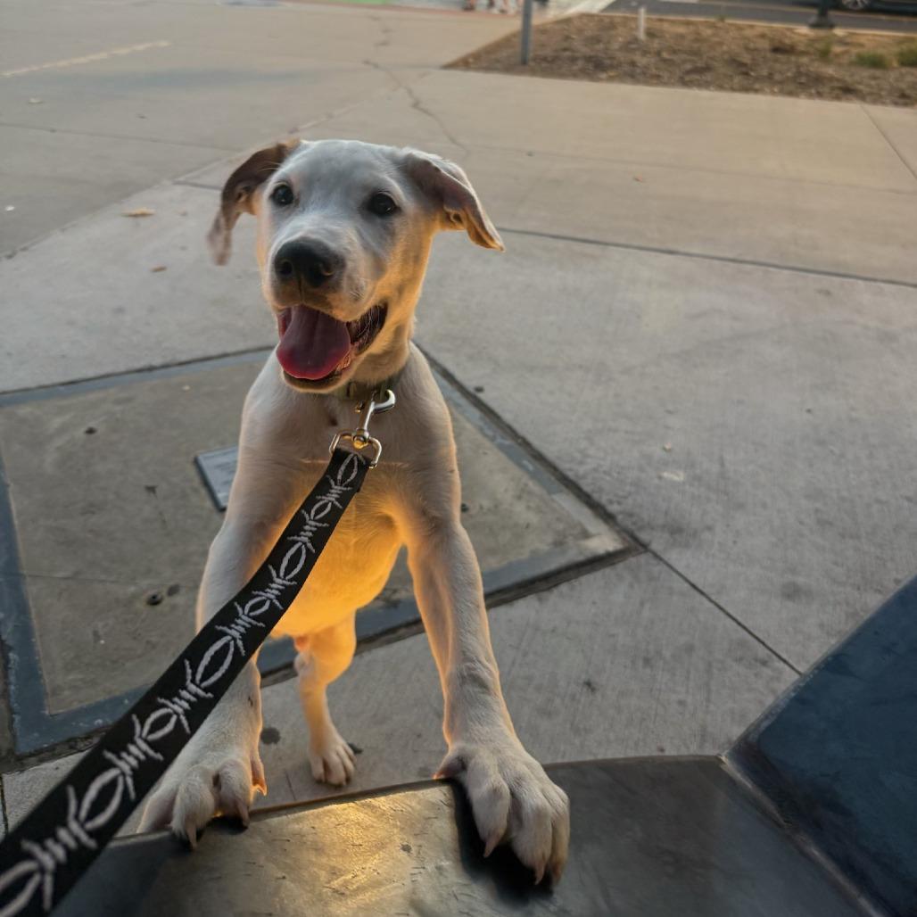 Mikey, a Adoptable mixed breed in Fayetteville, AR image 2/6