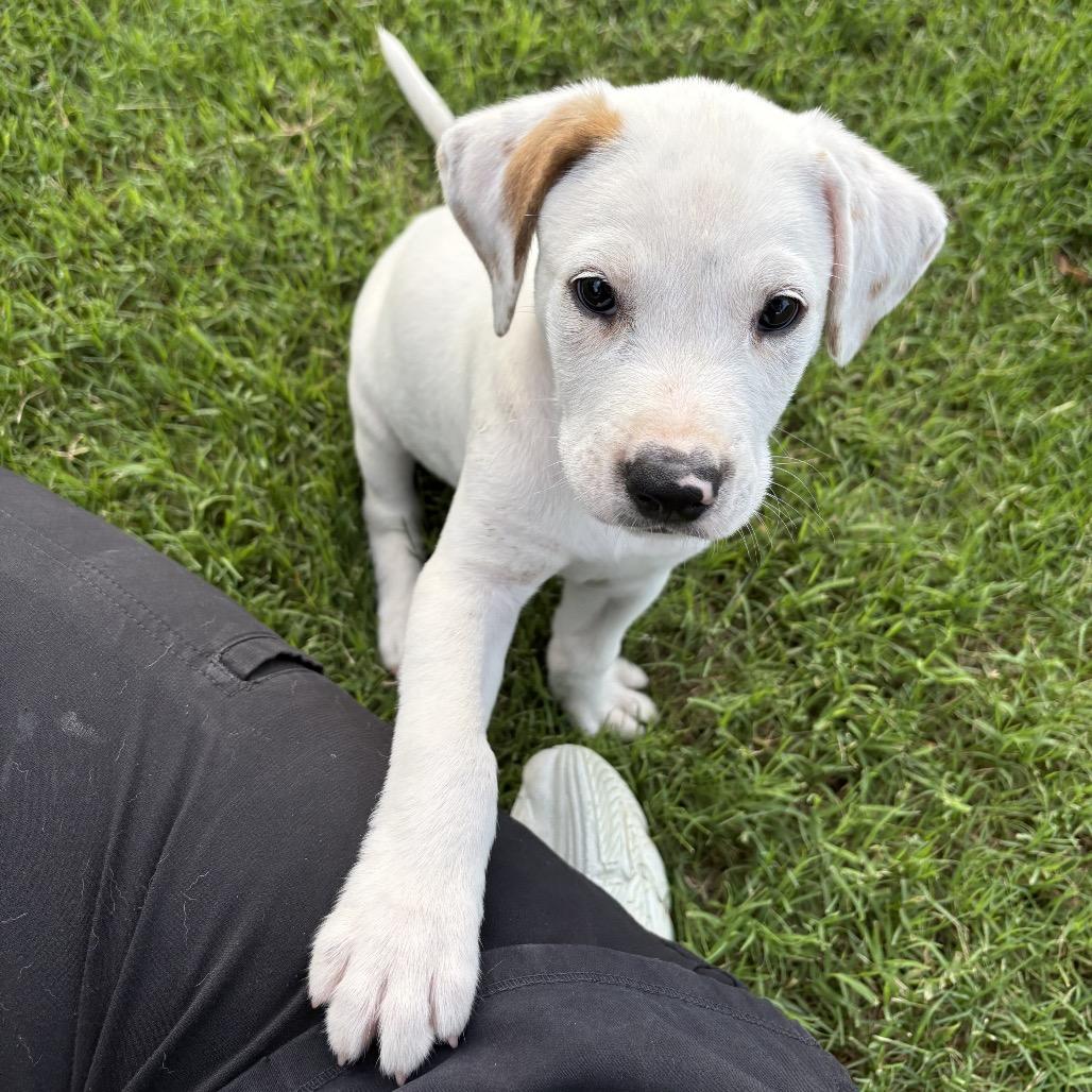 Mikey, a Adoptable mixed breed in Fayetteville, AR image 3/6