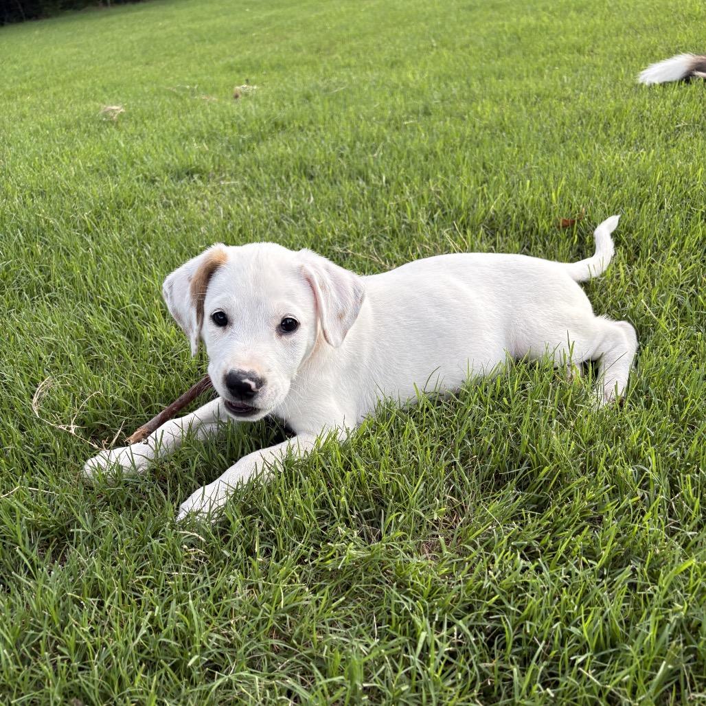 Mikey, a Adoptable mixed breed in Fayetteville, AR image 4/6