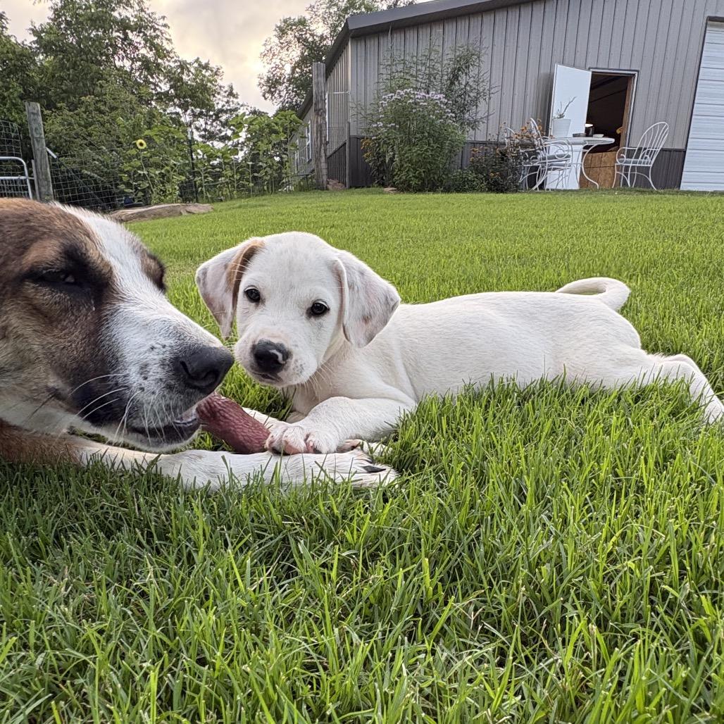 Mikey, a Adoptable mixed breed in Fayetteville, AR image 5/6