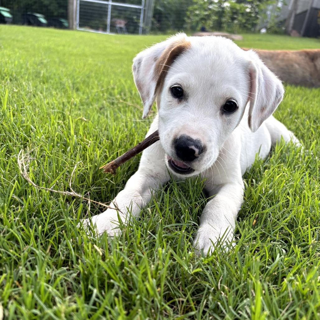 Mikey, a Adoptable mixed breed in Fayetteville, AR image 6/6
