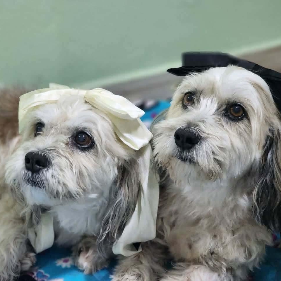 Daisy & Mimi *Bonded Pair* — thumbnail 3