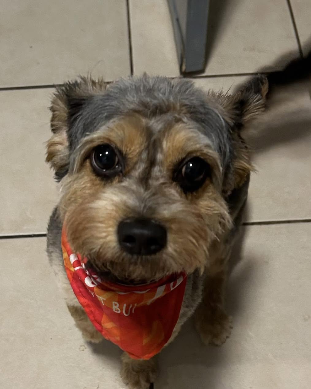 Chance, an adopted mixed breed in Winsted, CT image 2/5