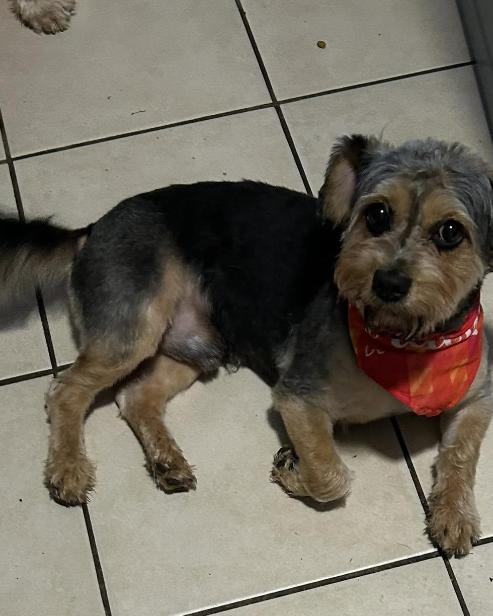 Chance, an adopted mixed breed in Winsted, CT image 3/5