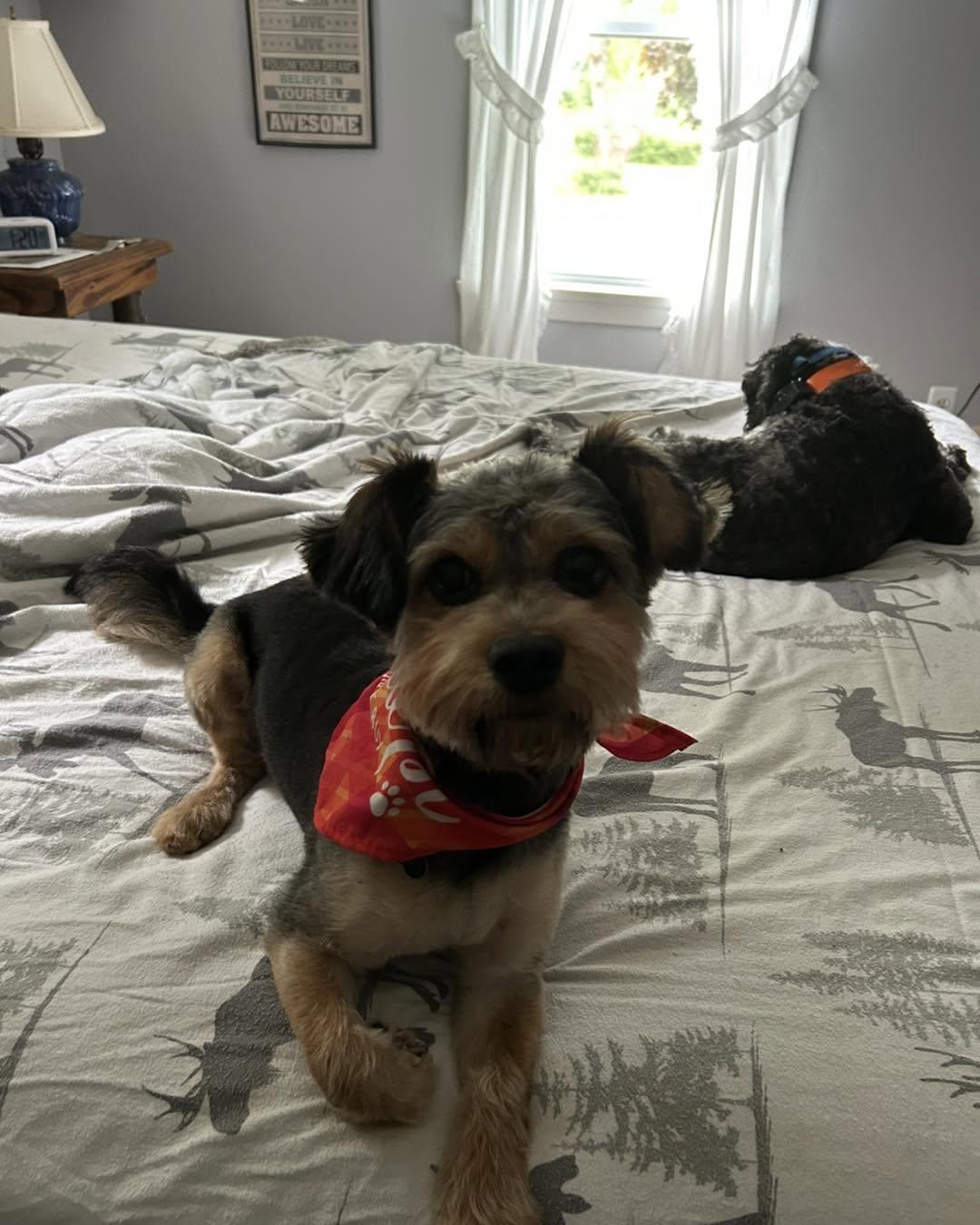 Chance, an adopted mixed breed in Winsted, CT image 5/5