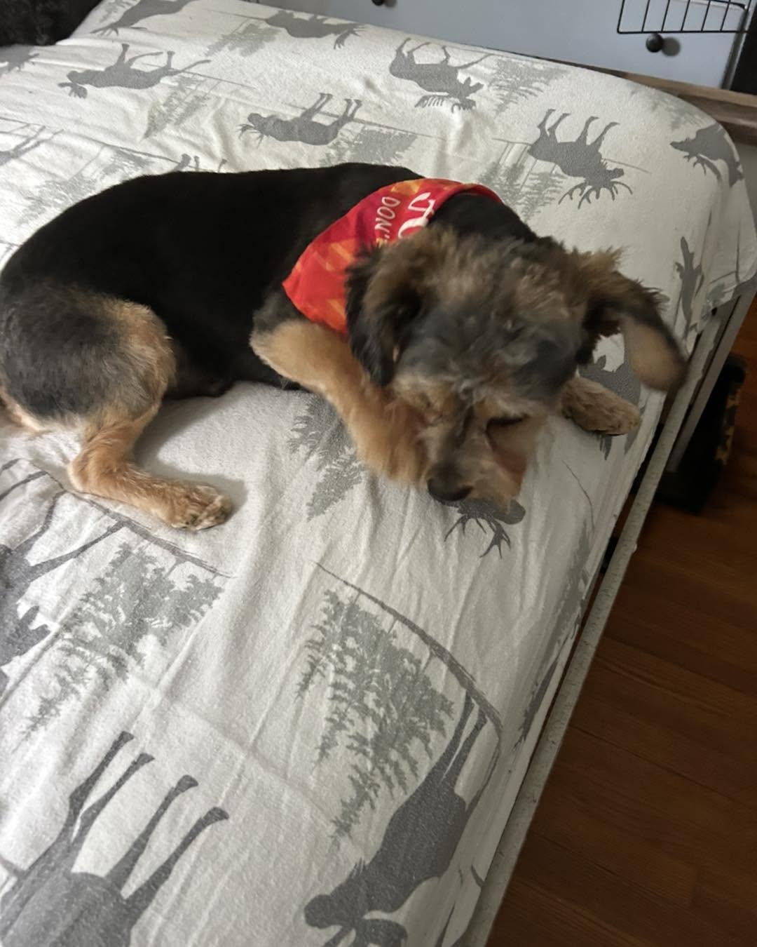 Chance, an adopted mixed breed in Winsted, CT image 4/5