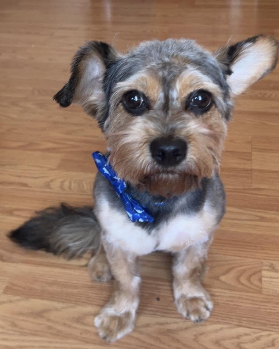 Chance, an adopted mixed breed in Winsted, CT image 1/5