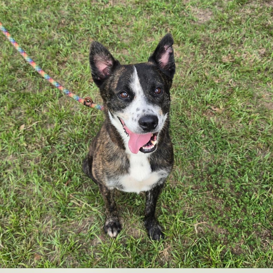 Vincent — thumbnail 3