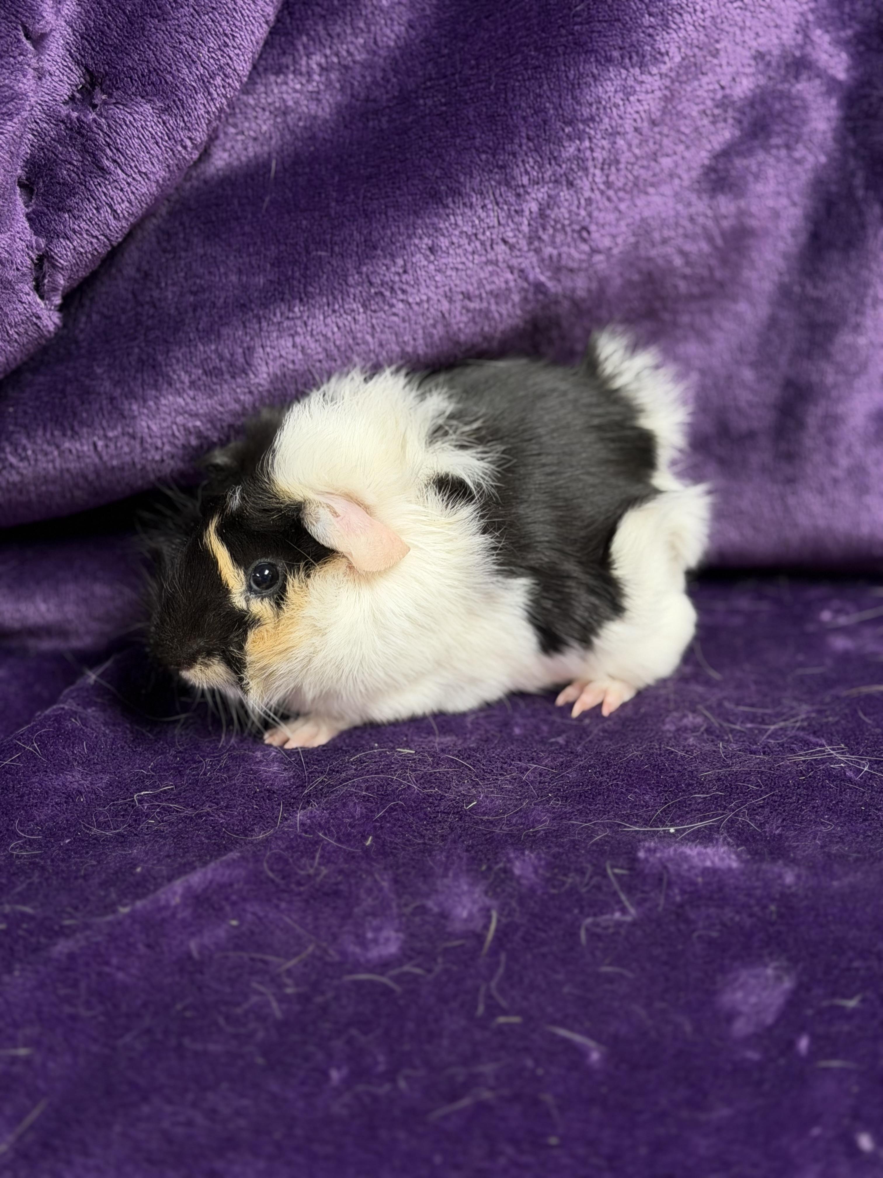 Enlarge Luigi: video!!, an adopted Guinea Pig in Edinburg, PA image 5/6