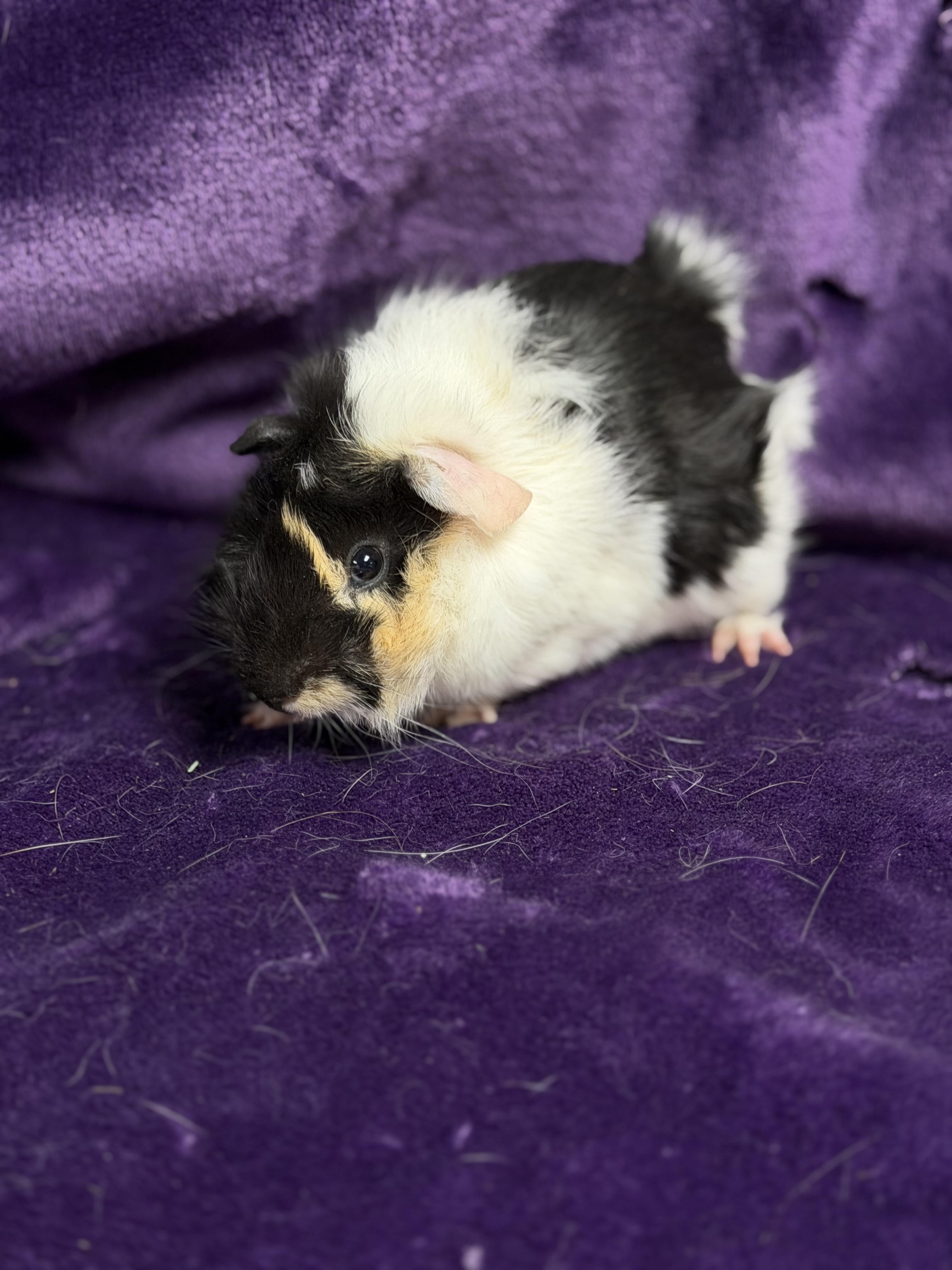 Enlarge Luigi: video!!, an adopted Guinea Pig in Edinburg, PA image 1/6