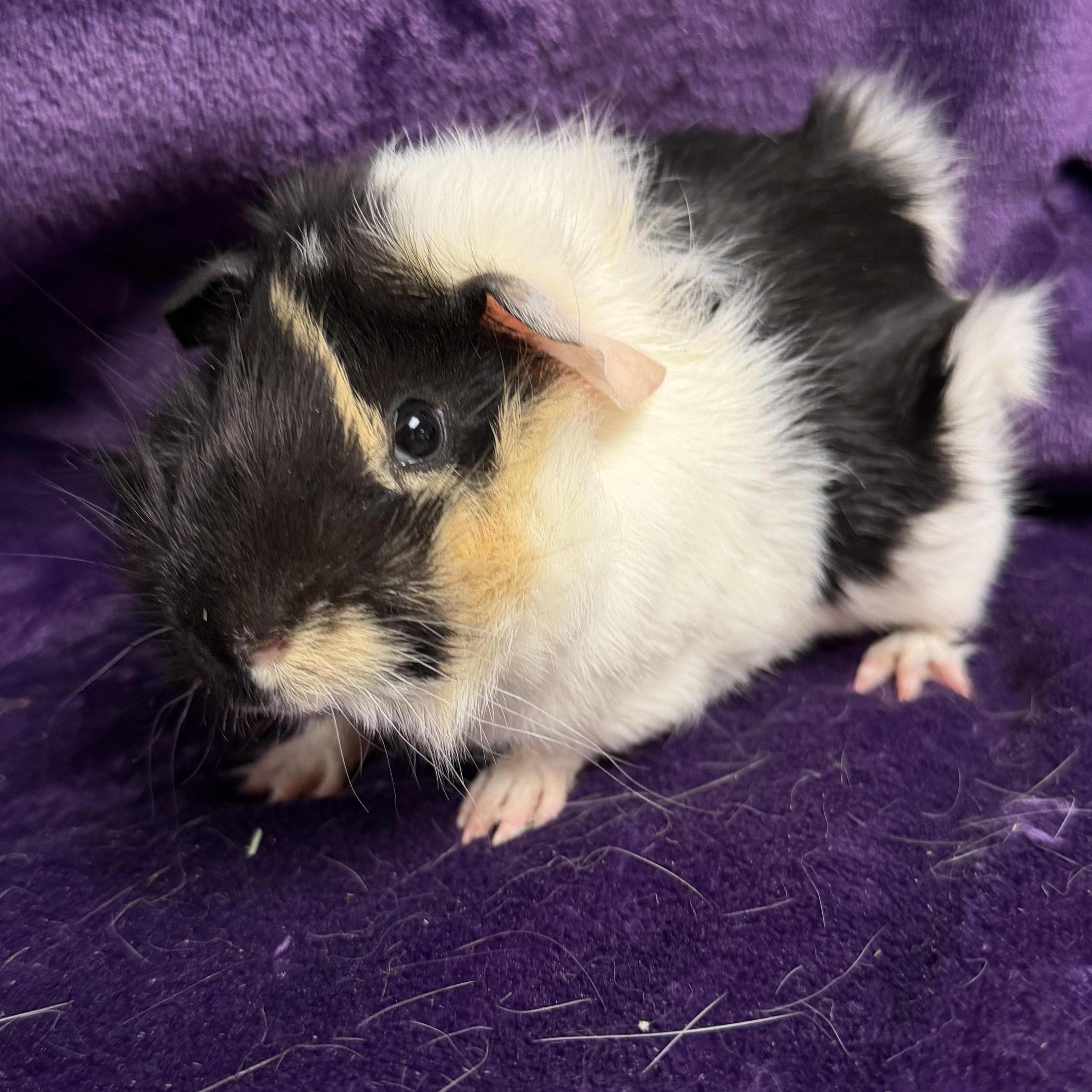 Enlarge Luigi: video!!, an adopted Guinea Pig in Edinburg, PA image 4/6