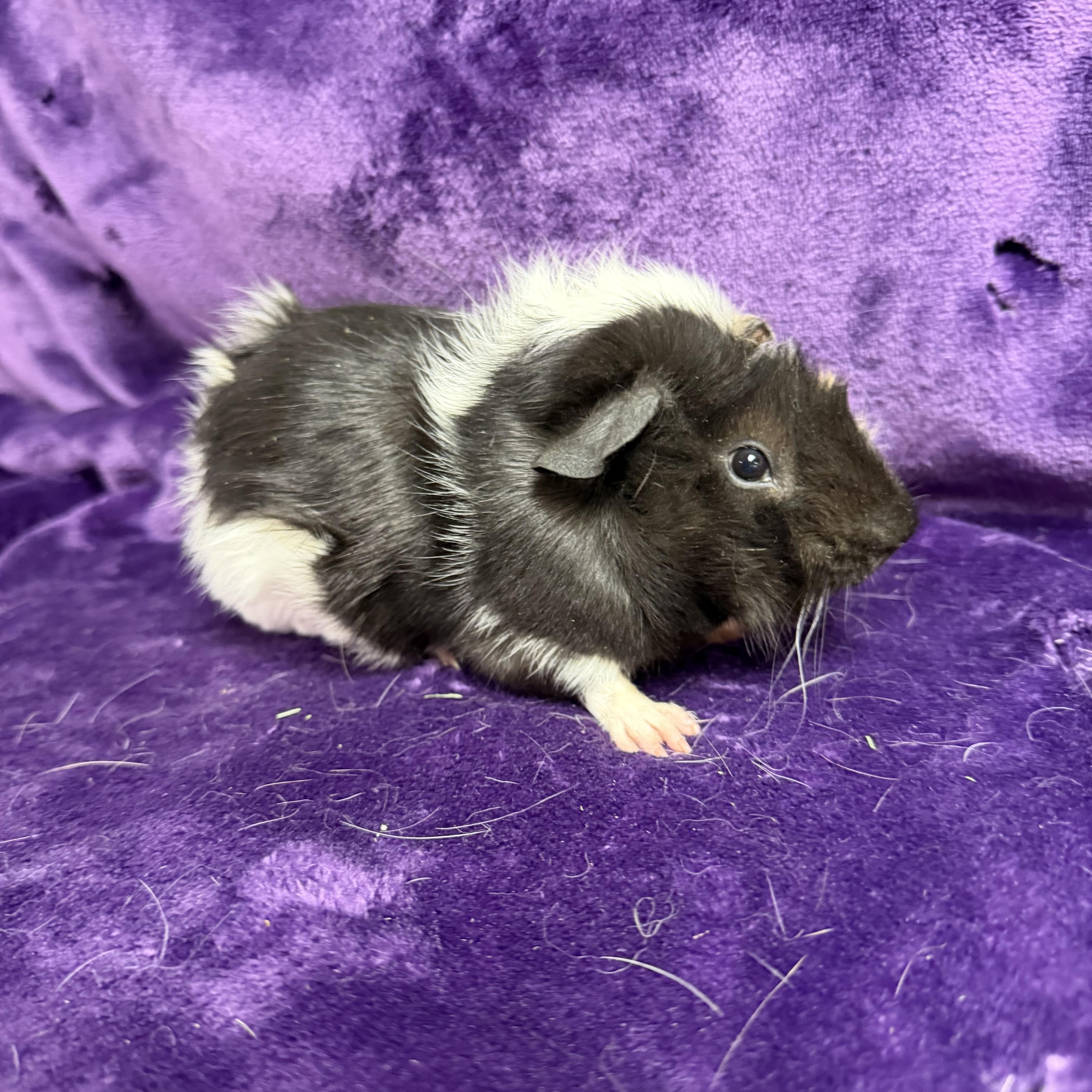 Enlarge Luigi: video!!, an adopted Guinea Pig in Edinburg, PA image 2/6