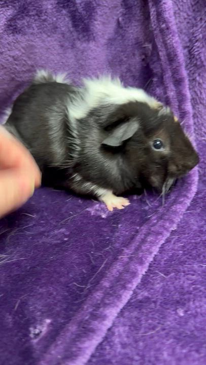 Enlarge Luigi: video!!, an adopted Guinea Pig in Edinburg, PA video 6/6