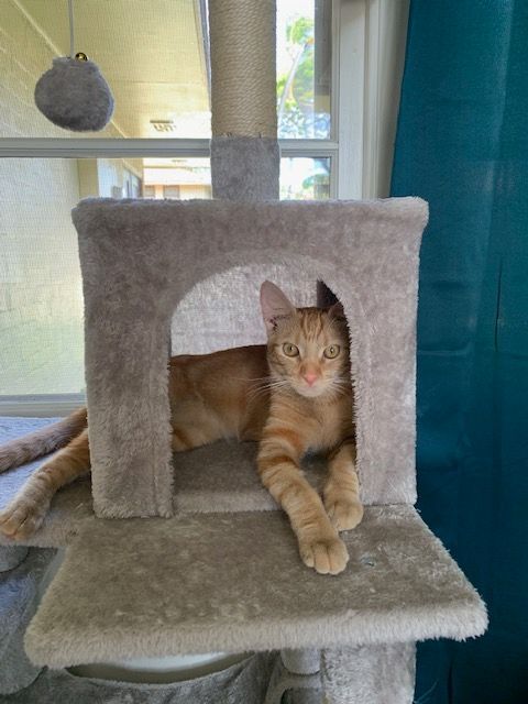 Finn (a.k.a Sir Finneus