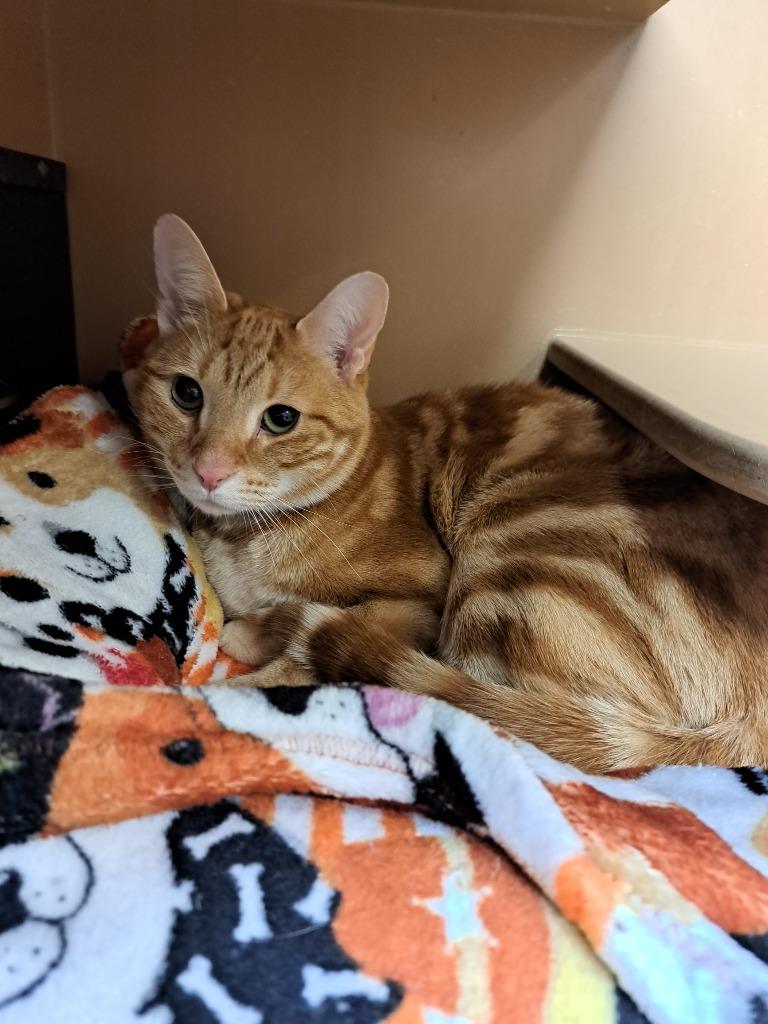 Timothy, Adoptable, Adult Male Domestic Short Hair.