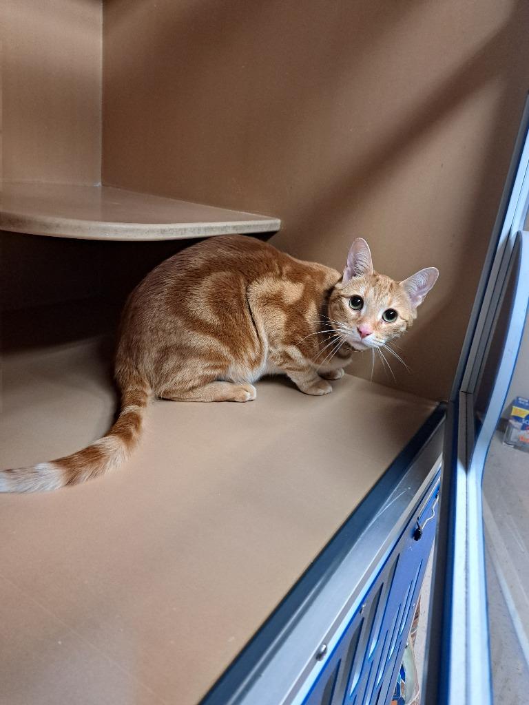 Enlarge Timothy, a Adoptable mixed breed in Fayetteville, TN image 2/2