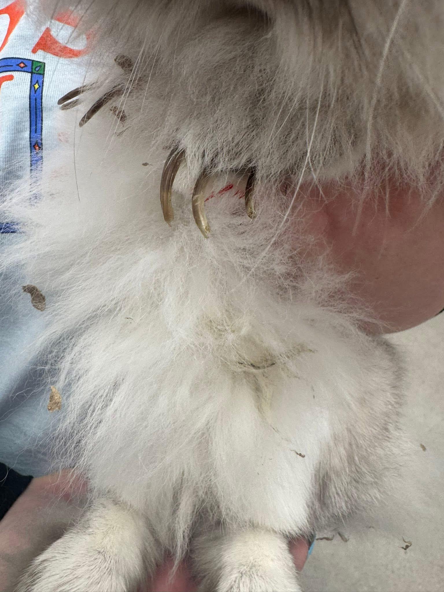 Enlarge Puddin’ Pop, an adopted Lionhead in North Little Rock, AR image 2/4