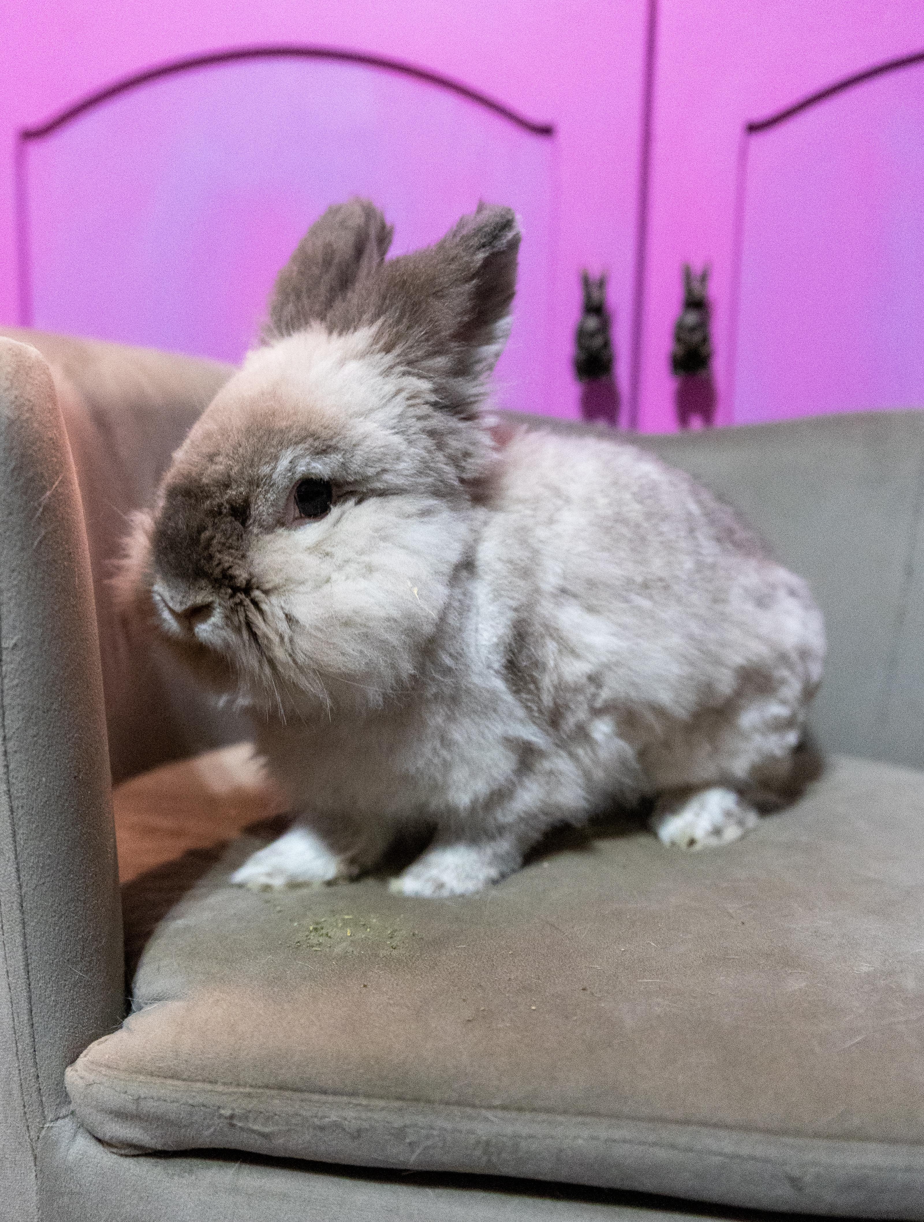 Enlarge Puddin’ Pop, an adopted Lionhead in North Little Rock, AR image 3/4