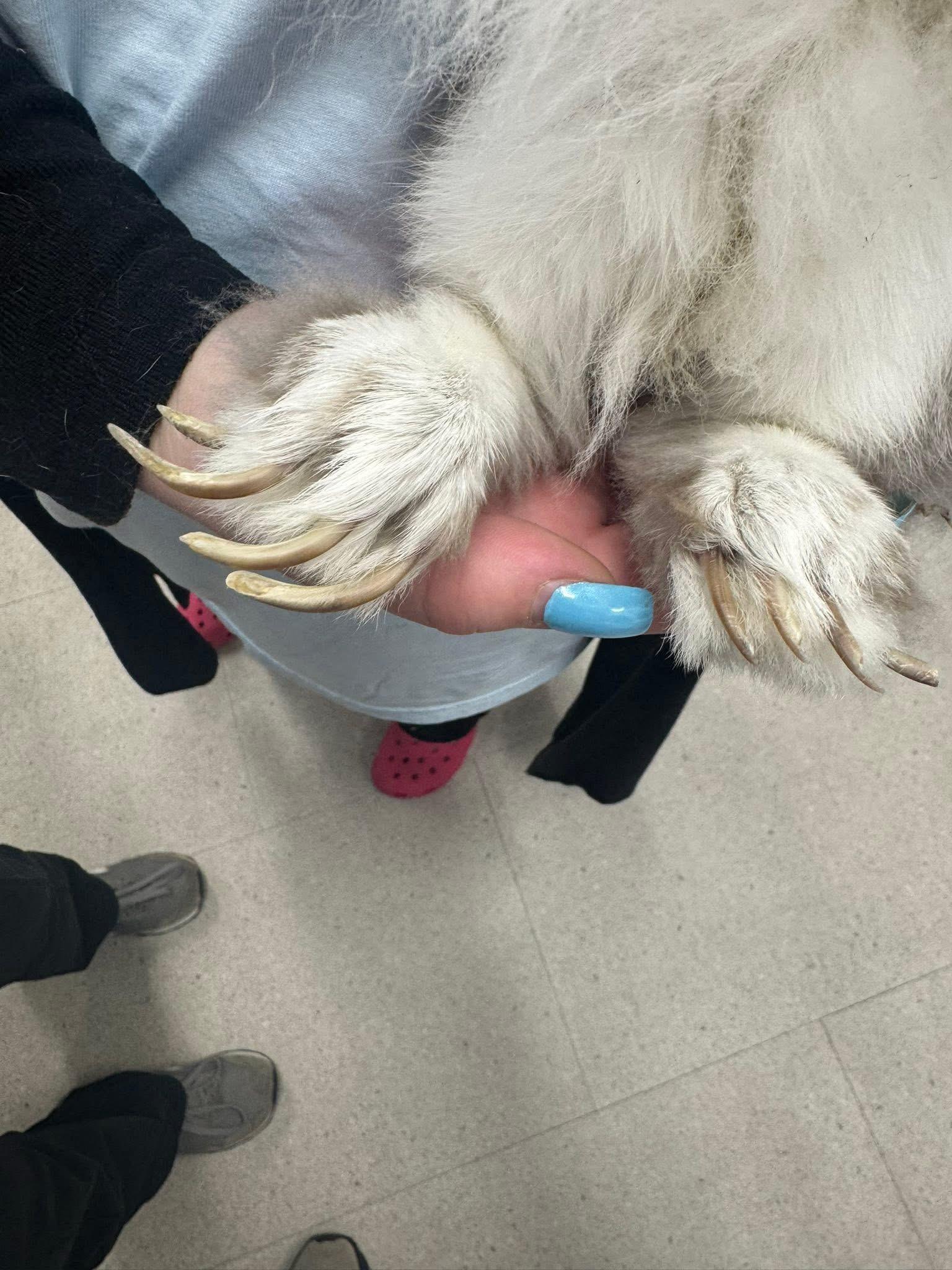 Enlarge Puddin’ Pop, an adopted Lionhead in North Little Rock, AR image 4/4