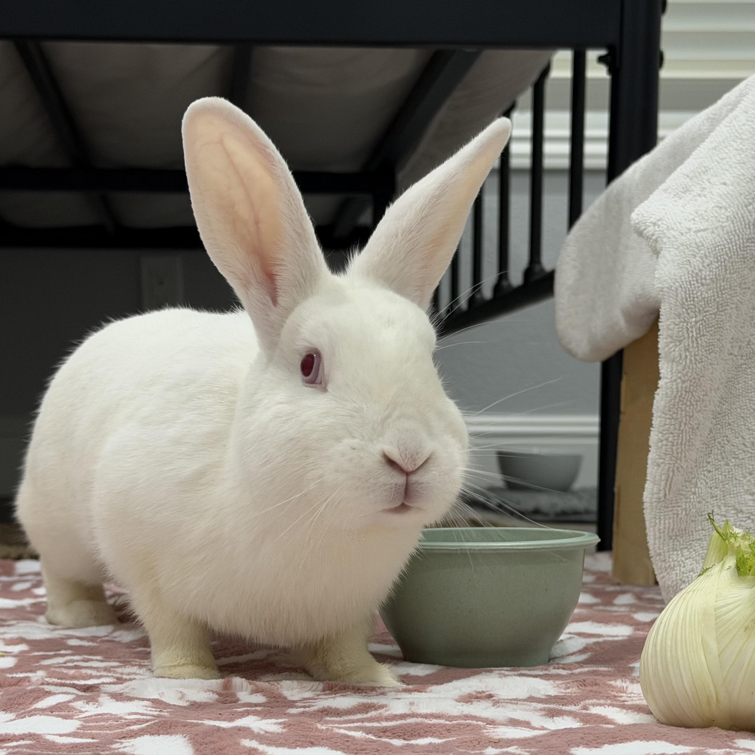 Opalite, a ADOPTABLE Bunny Rabbit in Livermore, CA image 6/6