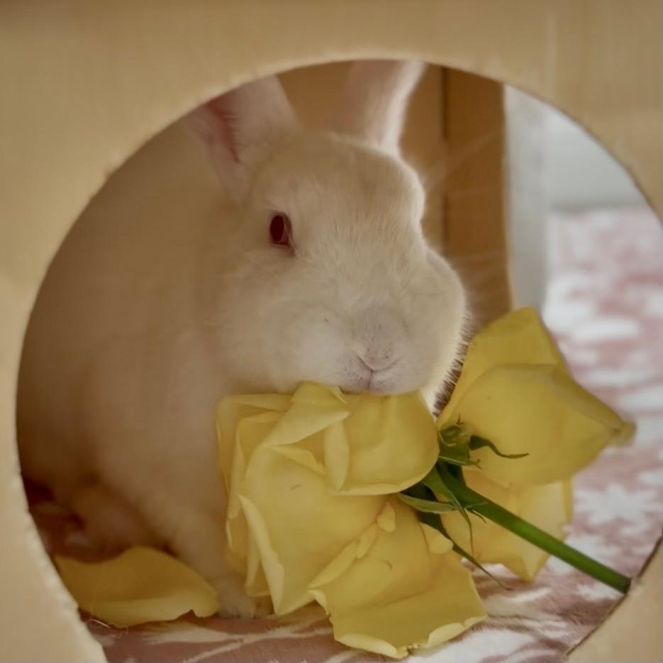Opalite, a ADOPTABLE Bunny Rabbit in Livermore, CA image 3/6
