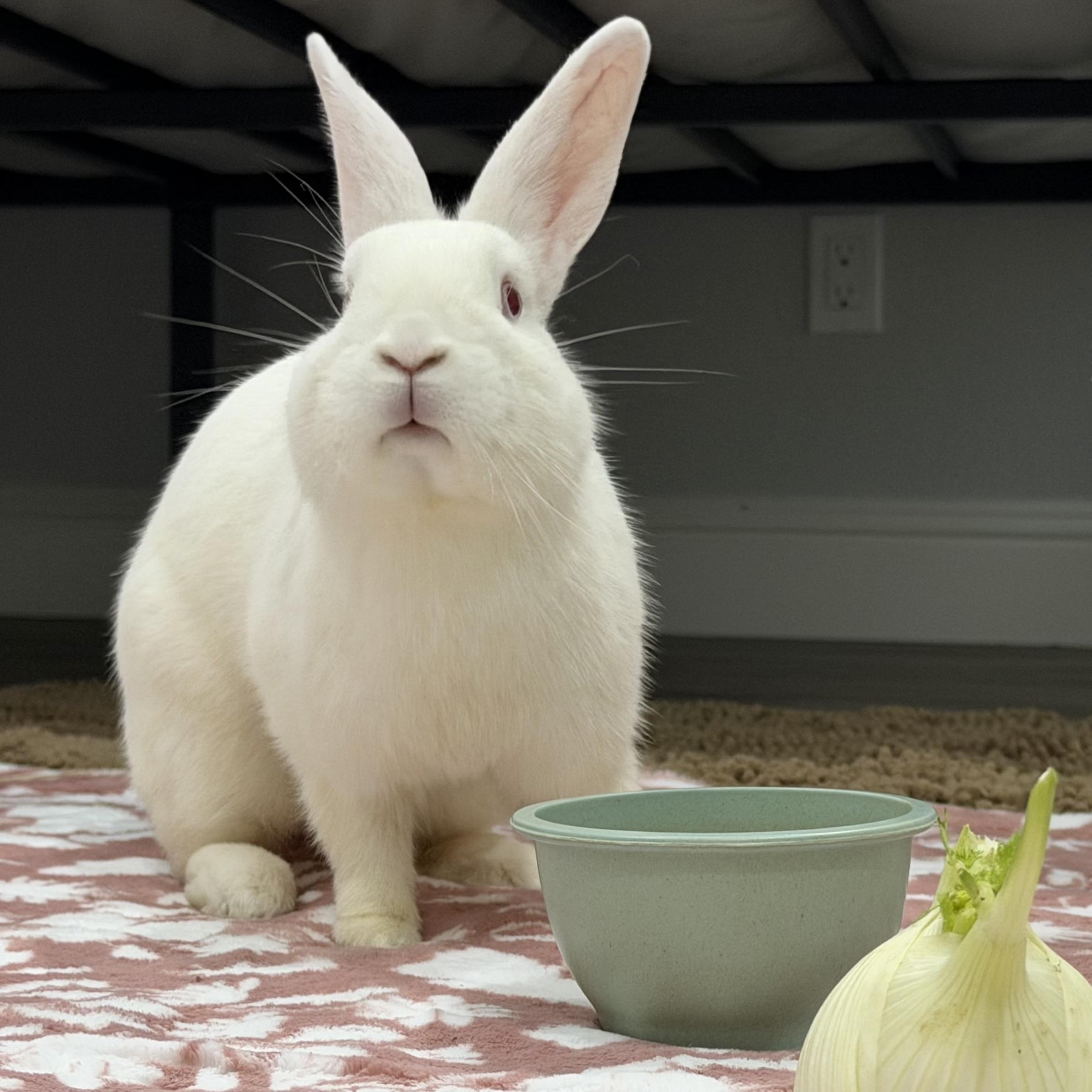 Opalite, a ADOPTABLE Bunny Rabbit in Livermore, CA image 1/6