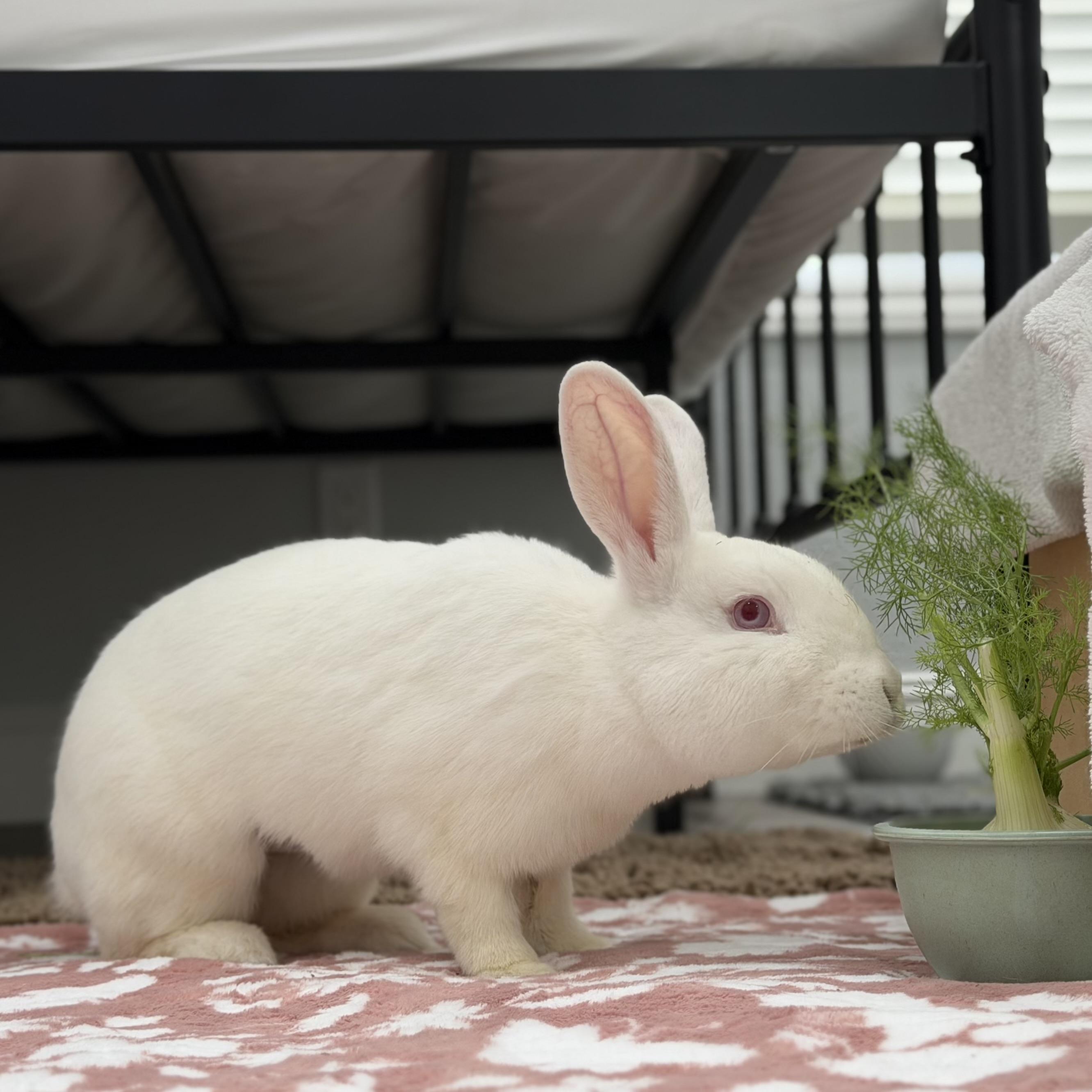 Opalite, a ADOPTABLE Bunny Rabbit in Livermore, CA image 5/6