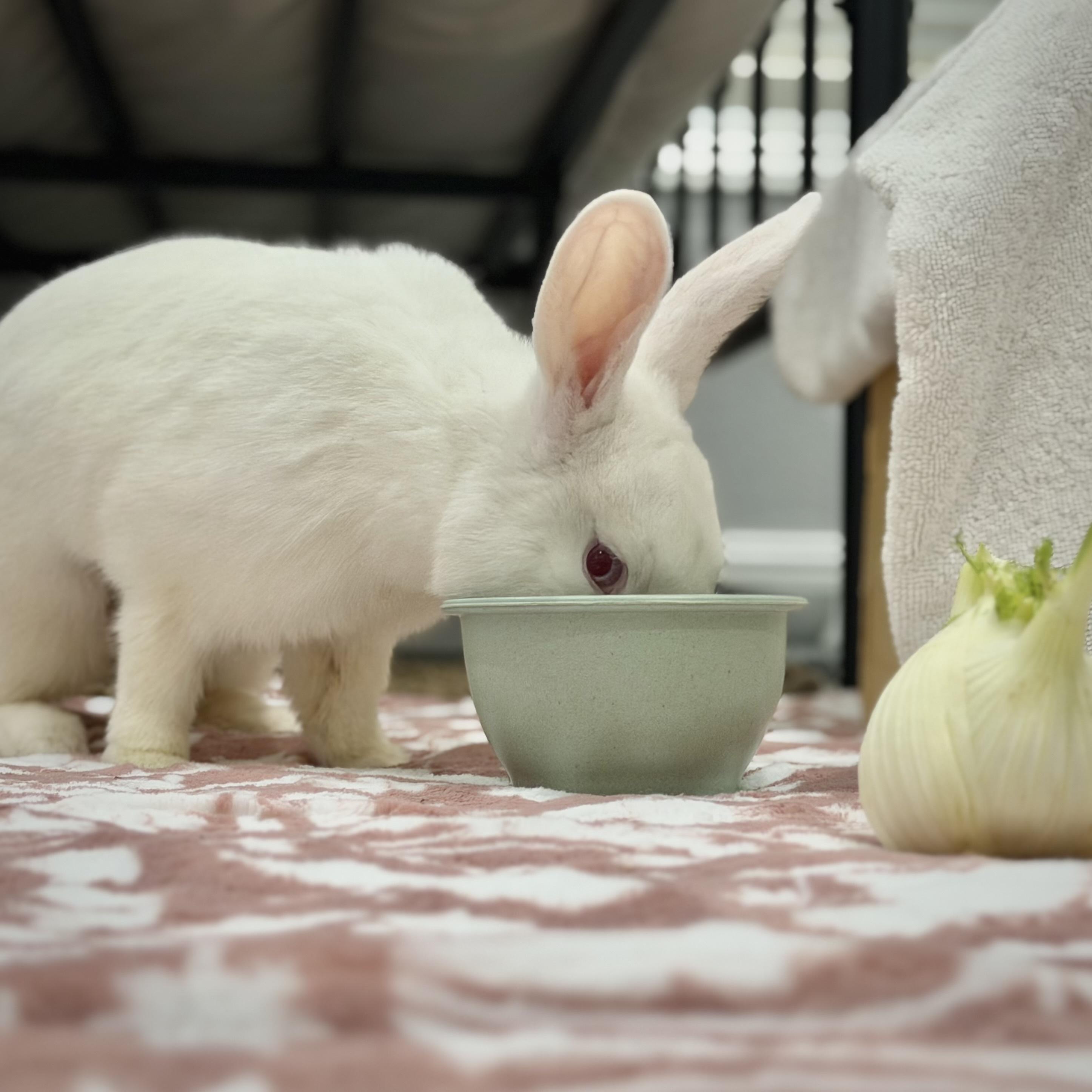 Opalite, a ADOPTABLE Bunny Rabbit in Livermore, CA image 2/6