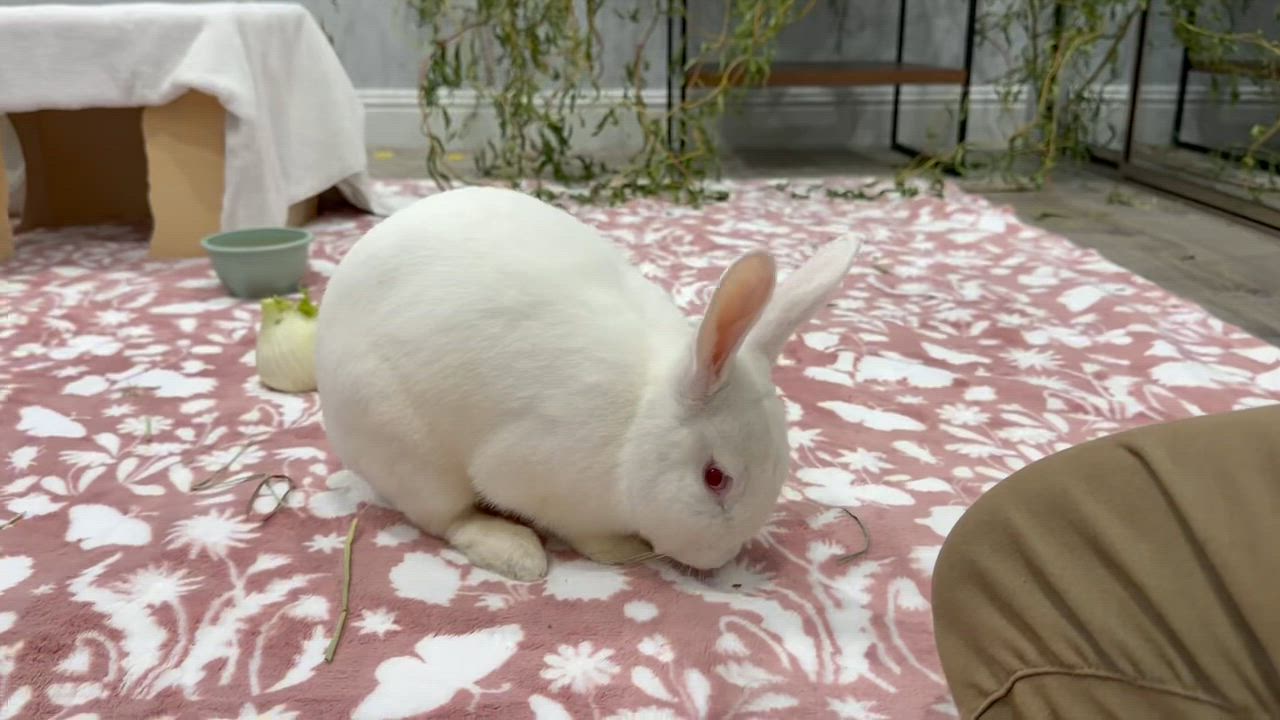 Enlarge Opalite, a ADOPTABLE Bunny Rabbit in Livermore, CA video 4/6