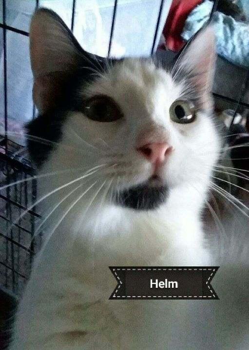 Helm, Adoptable, Kitten Male American Shorthair & Domestic Short Hair.