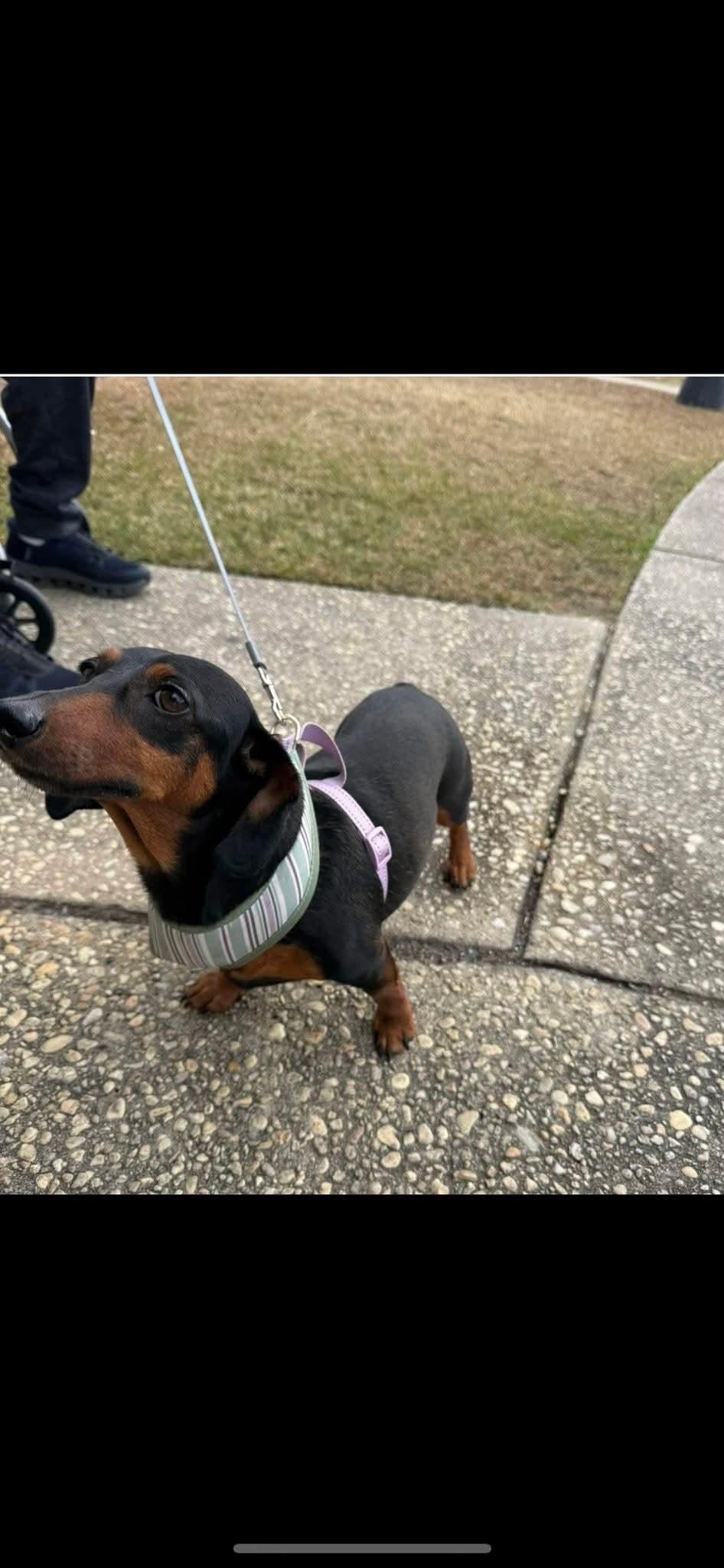 Enlarge Lady, a ADOPTABLE Dachshund in Orange Beach, AL image 1/5