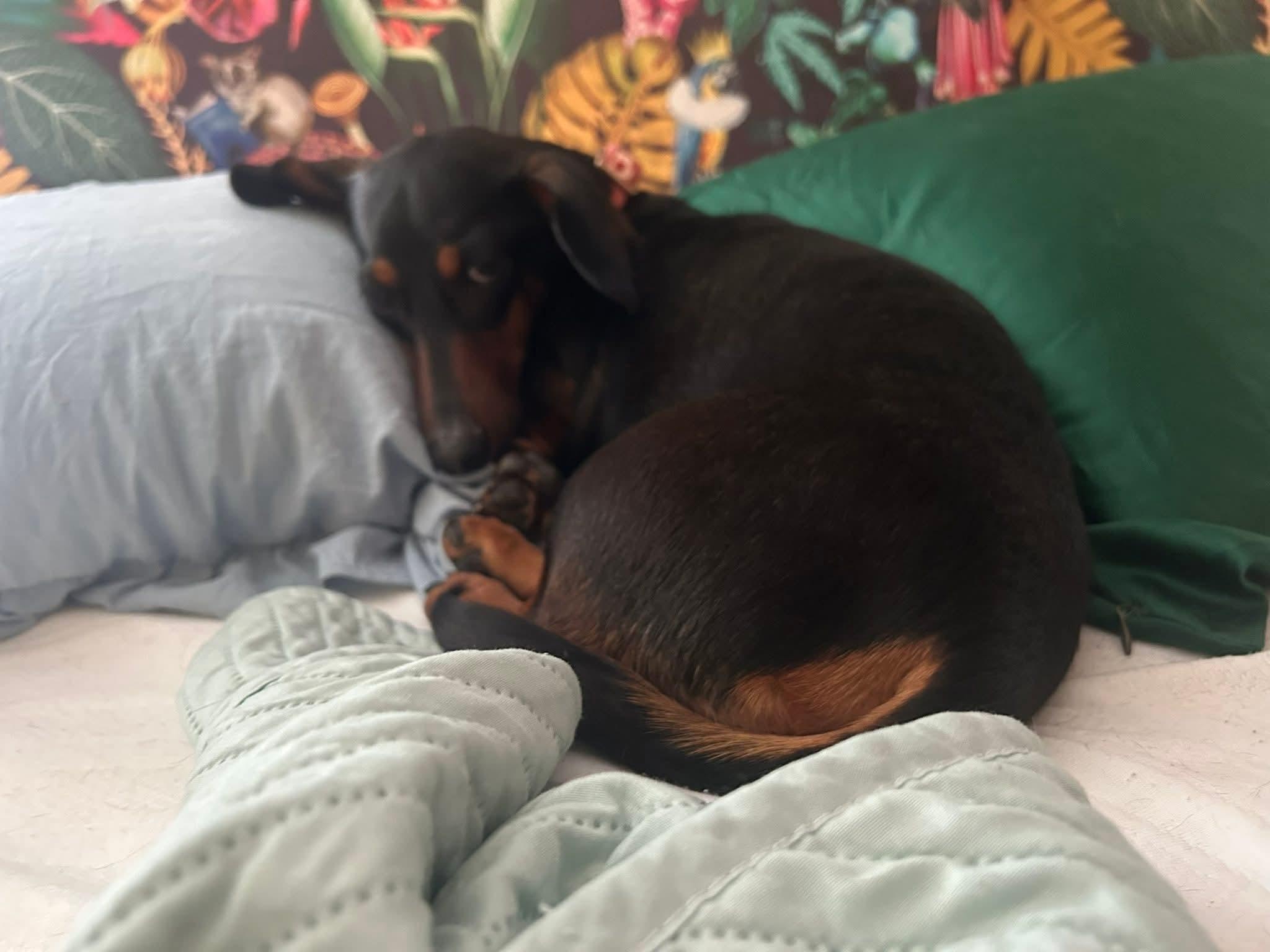 Enlarge Lady, a ADOPTABLE Dachshund in Orange Beach, AL image 2/5