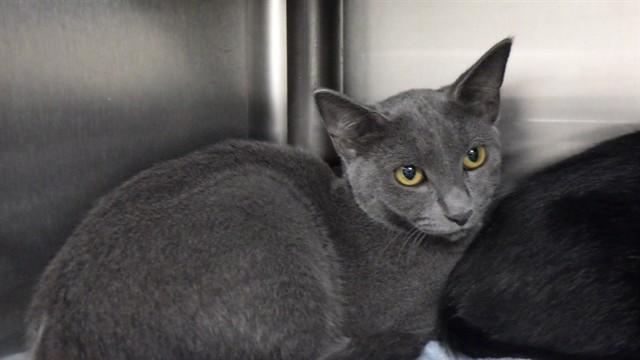 Enlarge GREY, a Adoptable Domestic Short Hair in Augusta, GA image 1/1