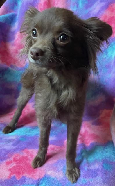 Enlarge Cocoa, an adopted Chihuahua in Memphis, TN image 4/4