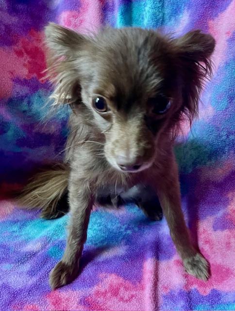 Enlarge Cocoa, an adopted Chihuahua in Memphis, TN image 2/4