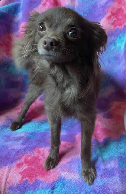 Enlarge Cocoa, an adopted Chihuahua in Memphis, TN image 3/4